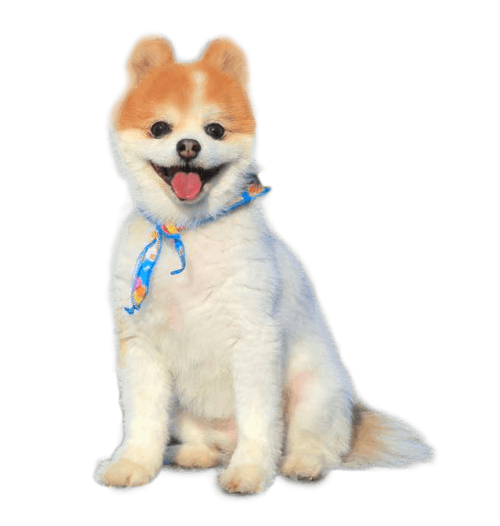 メルマガ 上級 犬好きのためのステ丸の犬ブログ