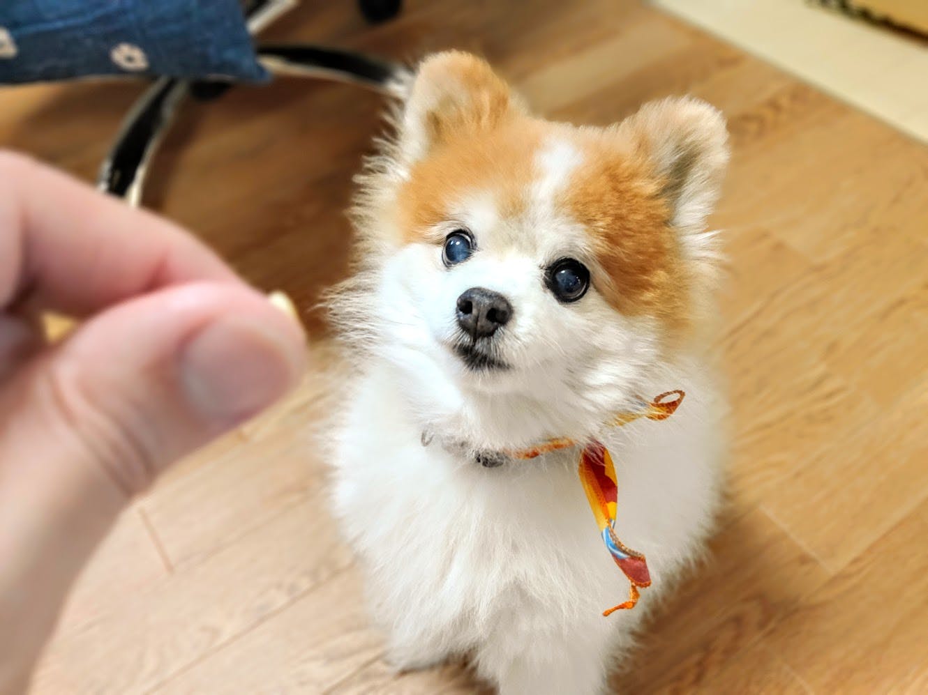 犬の躾けに迷っている方にオススメ本 犬好きのためのステ丸の犬ブログ