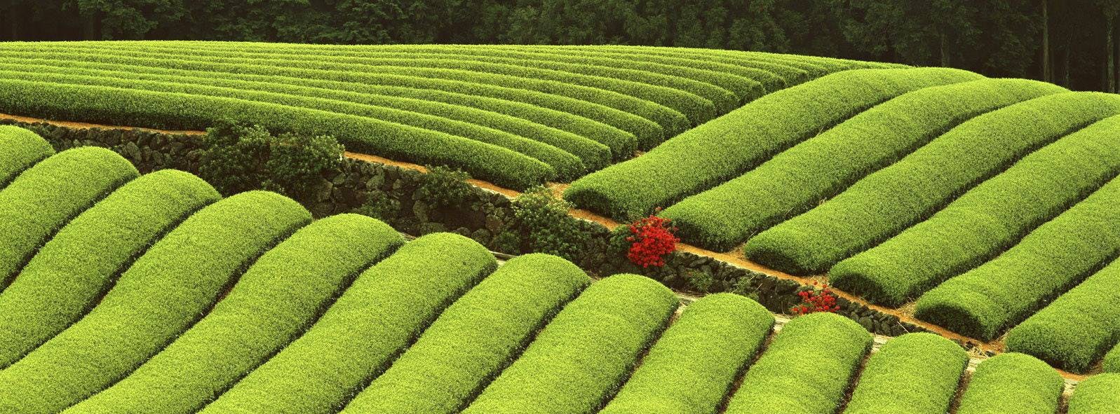 新竹市・オーガニックウーロン茶