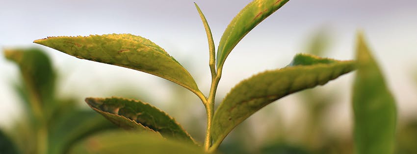 台湾産・有機栽培の烏龍茶