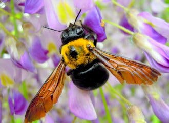 藤の花に集まるクマバチ オンライン力ｕｐ講座