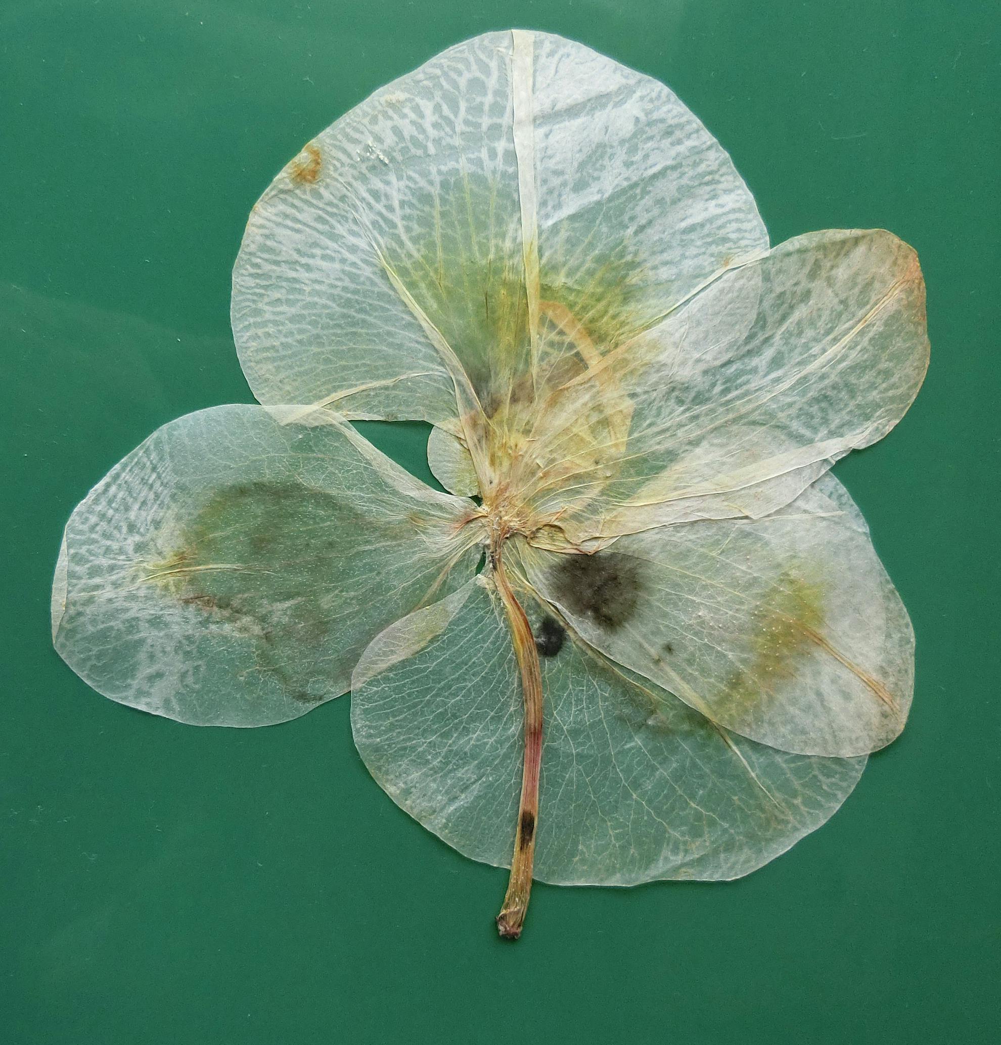 胡蝶蘭の押し花 作ってみました オンライン力ｕｐ講座