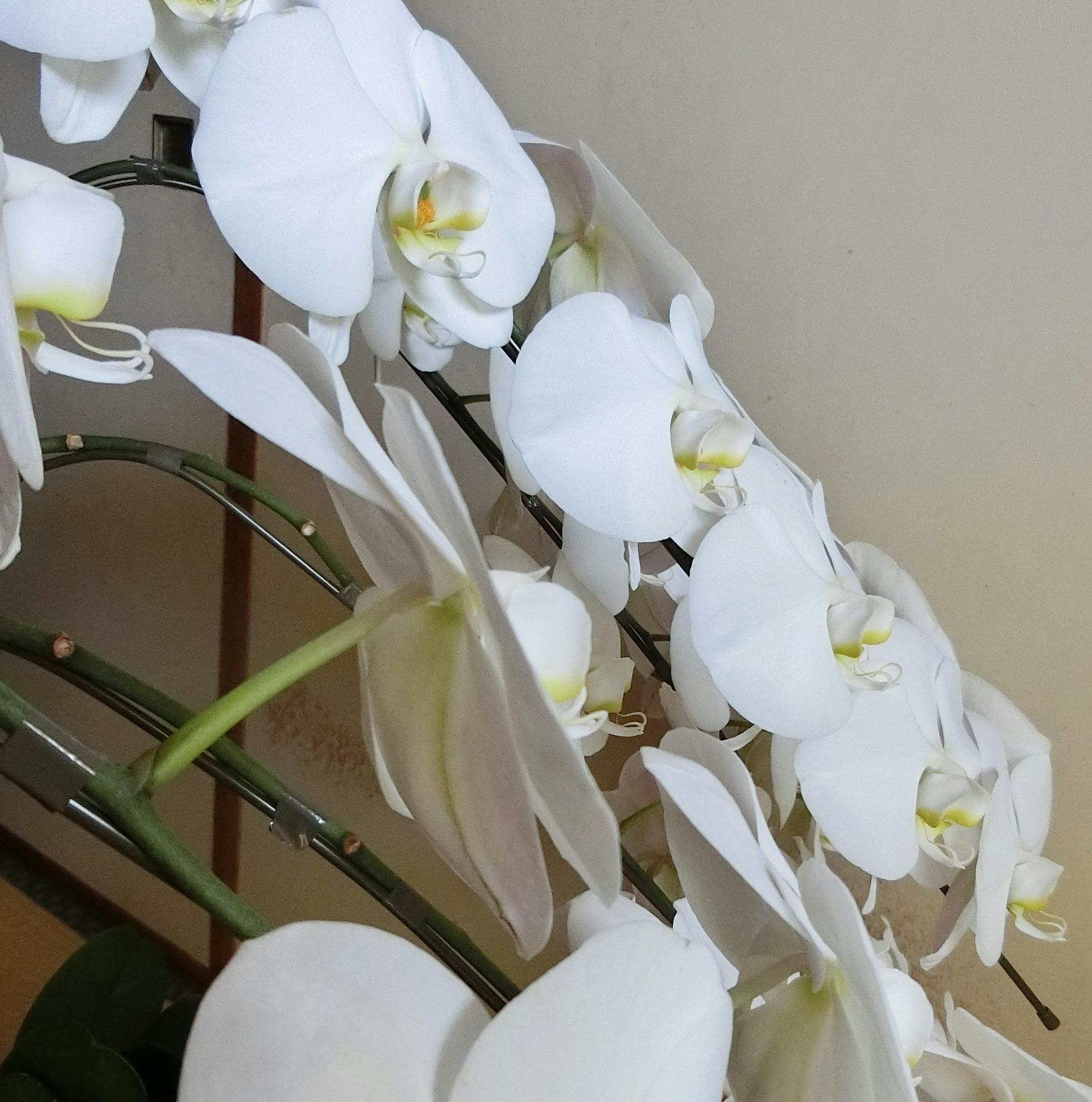 胡蝶蘭の押し花 作ってみました オンライン力ｕｐ講座