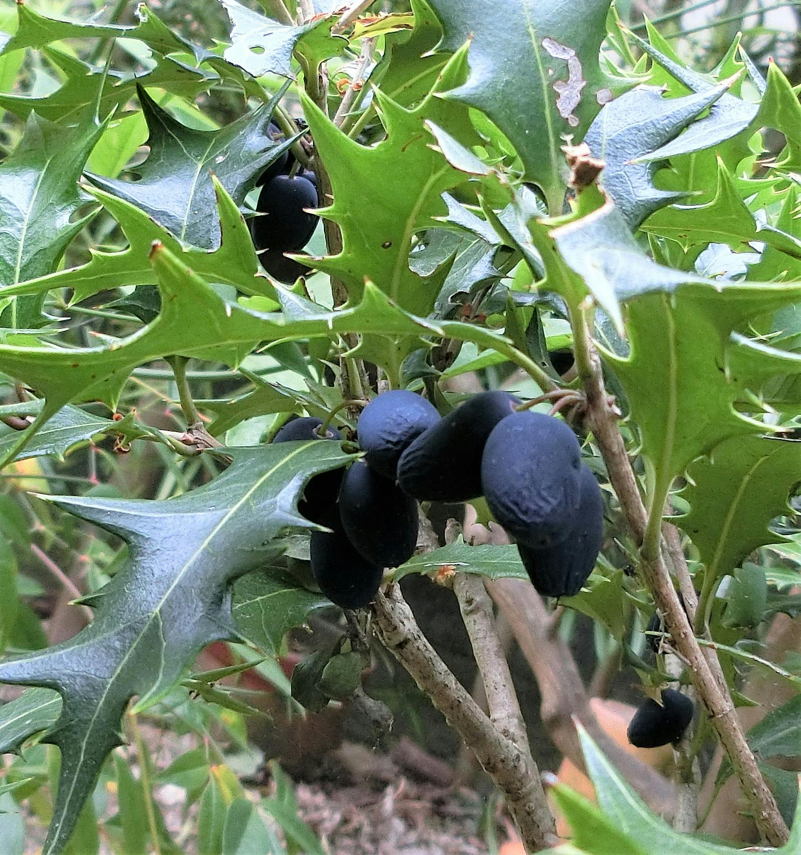 柊（ヒイラギ）の実 食べられるそうです｜仲間のブログ