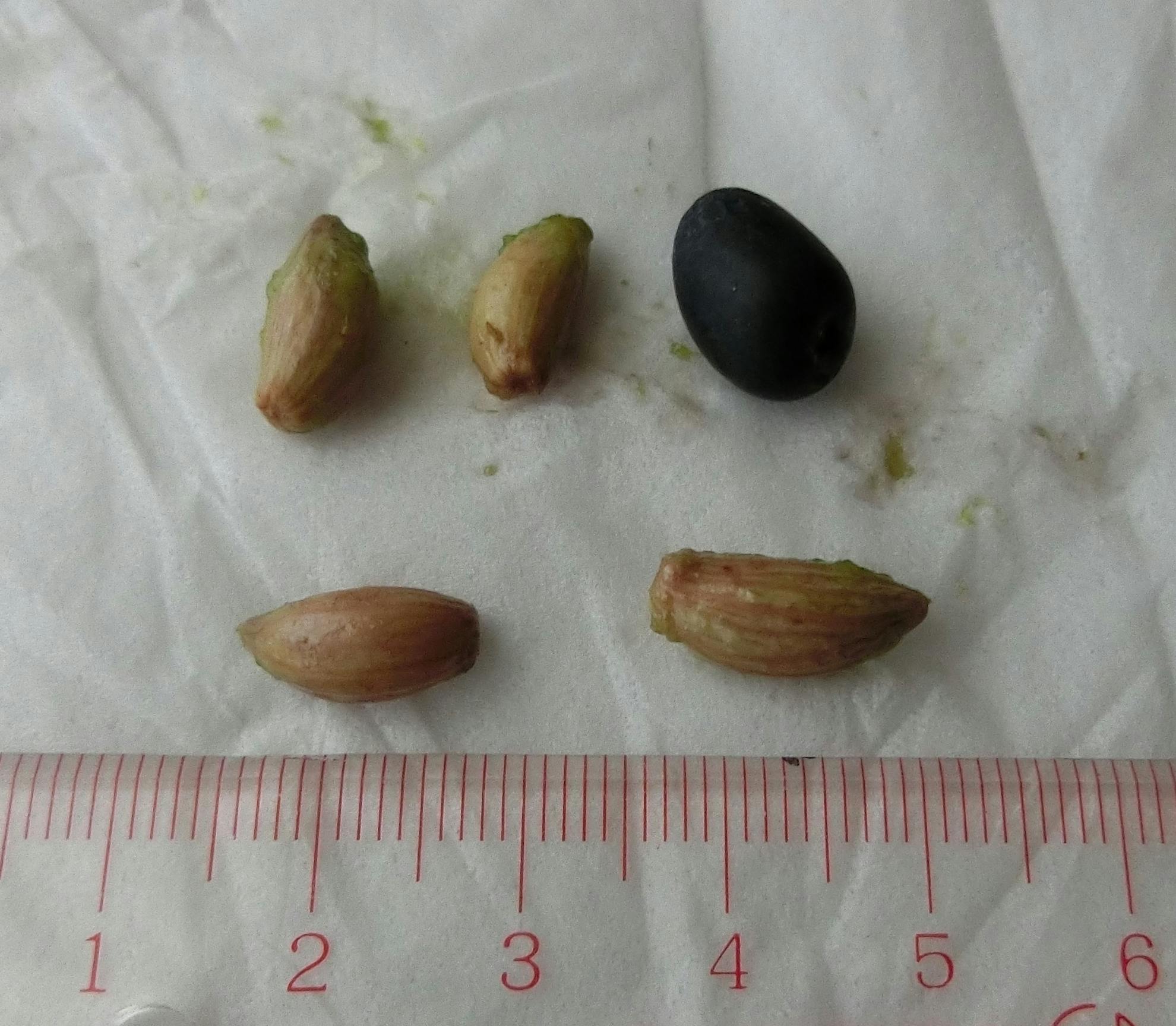 柊（ヒイラギ）の実 食べられるそうです｜仲間のブログ