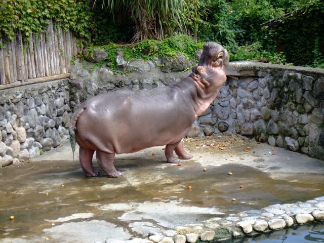 カバ